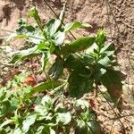 Hieracium sabaudum Leaf