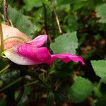 Impatiens mackeyana Flower