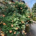 Campsis grandiflora Libunga