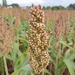 Sorghum bicolor Gyümölcs