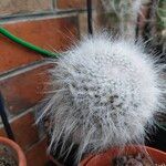 Mammillaria hahniana 整株植物