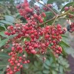 Schinus terebinthifolius Fruit