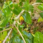 Aristolochia altissima Λουλούδι