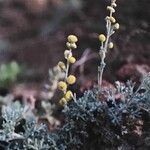 Artemisia reptans