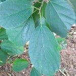 Cordia dichotoma Fuelha