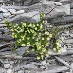 Galium megalospermum Flower