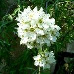 Pyrus salicifolia Blomma