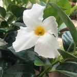 Mandevilla laxaFlor