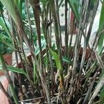 Dianella bambusifolia Кора