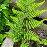 Dryopteris expansa Leaf