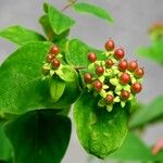 Hypericum androsaemum Плод