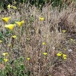 Linum trigynum Habitat