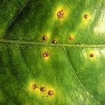 Citrus × latifolia Leaf