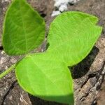 Rhynchosia minima Leaf