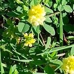 Trifolium campestre Flors