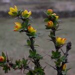 Berberis tsarica Blomst