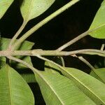Aspidosperma desmanthum Corteza