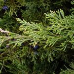 Juniperus sabina Ліст