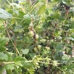 Ribes uva-crispa Meyve