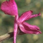 Anacamptis laxiflora Flor