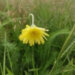 Pilosella officinarumFlower