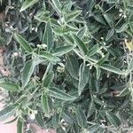 Solanum chenopodioides 叶