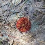 Drosera spatulata Floro