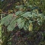 Calliandra houstoniana ഇല