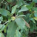 Tetracera alnifolia Blatt