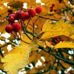 Sorbus intermedia Leaf