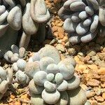 Pachyphytum oviferum Habitus