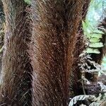 Cyathea arborea Otro