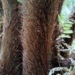 Cyathea arborea Other