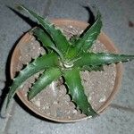 Dyckia brevifolia Лист