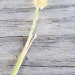 Cenchrus spinifex Flor