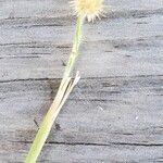 Cenchrus spinifex Flower