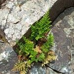 Asplenium cuneifolium Hoja