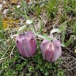 Fritillaria tubaeformis Õis