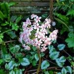 Darmera peltata Blüte