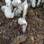 Monotropa uniflora Листок