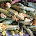 Cucurbita pepo Fruto