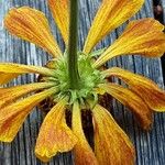 Helenium autumnale Çiçek