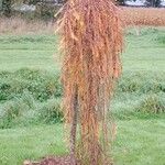 Larix kaempferi Hábitos