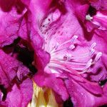 Rhododendron ferrugineum Flors