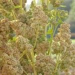 Chenopodium quinoa Fruit