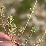 Linaria amethystea Leaf