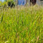 Setaria viridis Hábito