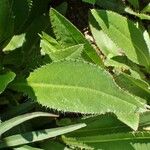 Cirsium monspessulanum Leaf