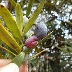 Podocarpus lucienii