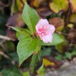 Weigela florida Habitus